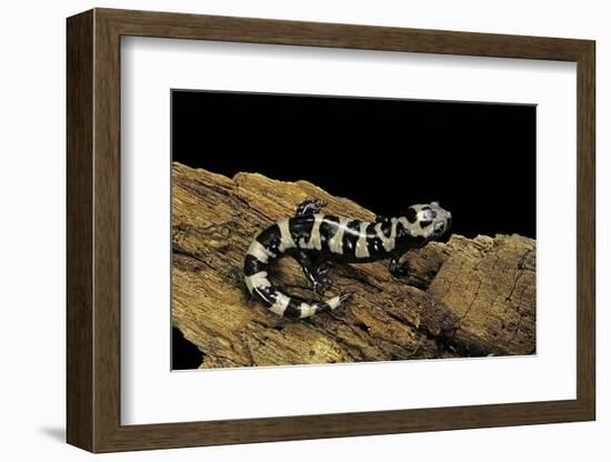 Ambystoma Opacum (Marbled Salamander)-Paul Starosta-Framed Photographic Print