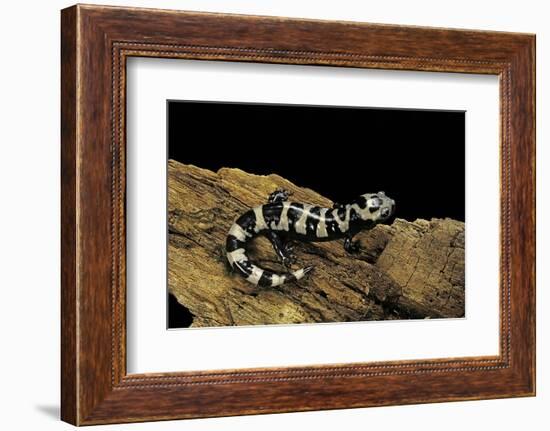 Ambystoma Opacum (Marbled Salamander)-Paul Starosta-Framed Photographic Print