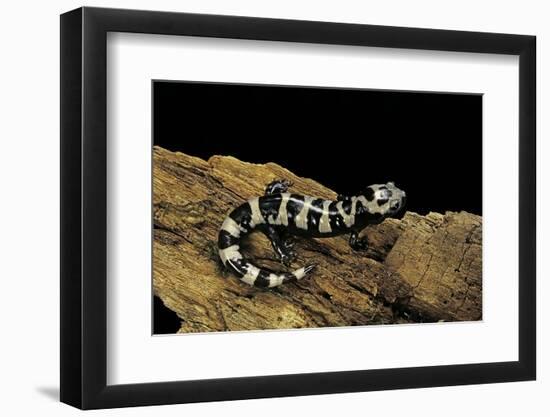 Ambystoma Opacum (Marbled Salamander)-Paul Starosta-Framed Photographic Print