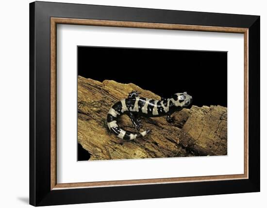 Ambystoma Opacum (Marbled Salamander)-Paul Starosta-Framed Photographic Print