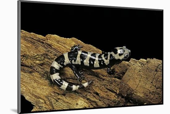 Ambystoma Opacum (Marbled Salamander)-Paul Starosta-Mounted Photographic Print