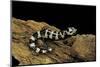 Ambystoma Opacum (Marbled Salamander)-Paul Starosta-Mounted Photographic Print