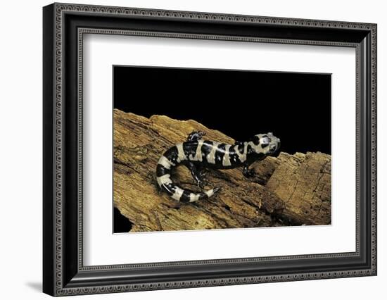 Ambystoma Opacum (Marbled Salamander)-Paul Starosta-Framed Photographic Print