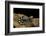 Ambystoma Opacum (Marbled Salamander)-Paul Starosta-Framed Photographic Print