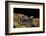 Ambystoma Opacum (Marbled Salamander)-Paul Starosta-Framed Photographic Print