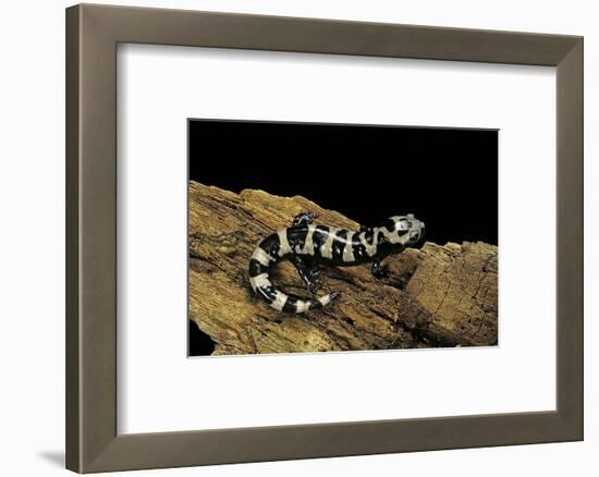 Ambystoma Opacum (Marbled Salamander)-Paul Starosta-Framed Photographic Print