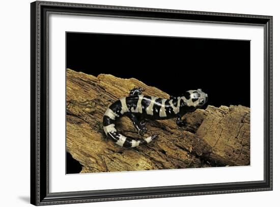 Ambystoma Opacum (Marbled Salamander)-Paul Starosta-Framed Photographic Print