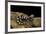 Ambystoma Opacum (Marbled Salamander)-Paul Starosta-Framed Photographic Print