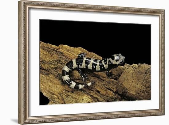 Ambystoma Opacum (Marbled Salamander)-Paul Starosta-Framed Photographic Print