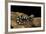 Ambystoma Opacum (Marbled Salamander)-Paul Starosta-Framed Photographic Print