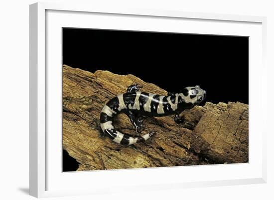 Ambystoma Opacum (Marbled Salamander)-Paul Starosta-Framed Photographic Print