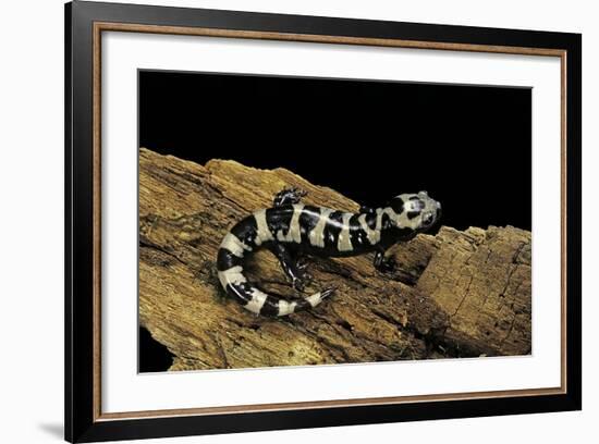 Ambystoma Opacum (Marbled Salamander)-Paul Starosta-Framed Photographic Print