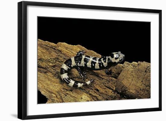 Ambystoma Opacum (Marbled Salamander)-Paul Starosta-Framed Photographic Print