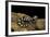 Ambystoma Opacum (Marbled Salamander)-Paul Starosta-Framed Photographic Print