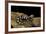 Ambystoma Opacum (Marbled Salamander)-Paul Starosta-Framed Photographic Print