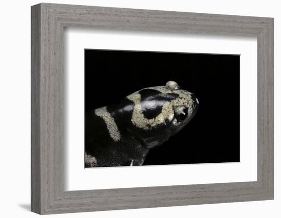 Ambystoma Opacum (Marbled Salamander)-Paul Starosta-Framed Photographic Print