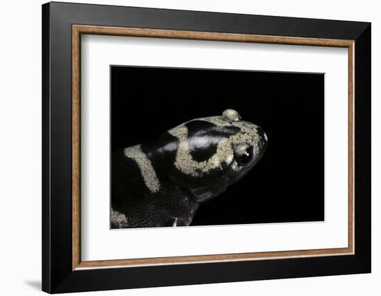 Ambystoma Opacum (Marbled Salamander)-Paul Starosta-Framed Photographic Print