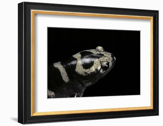 Ambystoma Opacum (Marbled Salamander)-Paul Starosta-Framed Photographic Print