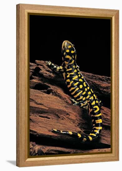 Ambystoma Tigrinum Tigrinum (Tiger Salamander)-Paul Starosta-Framed Premier Image Canvas