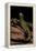 Ambystoma Tigrinum Tigrinum (Tiger Salamander)-Paul Starosta-Framed Premier Image Canvas