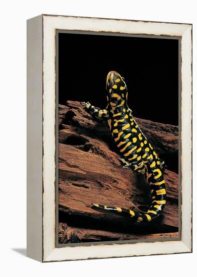 Ambystoma Tigrinum Tigrinum (Tiger Salamander)-Paul Starosta-Framed Premier Image Canvas