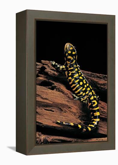 Ambystoma Tigrinum Tigrinum (Tiger Salamander)-Paul Starosta-Framed Premier Image Canvas