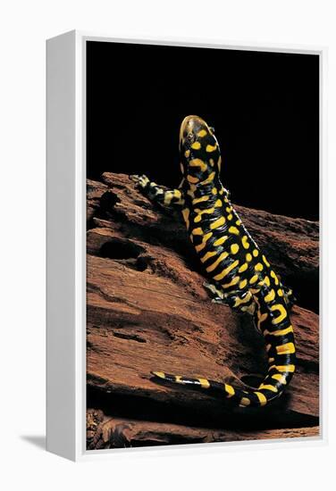 Ambystoma Tigrinum Tigrinum (Tiger Salamander)-Paul Starosta-Framed Premier Image Canvas