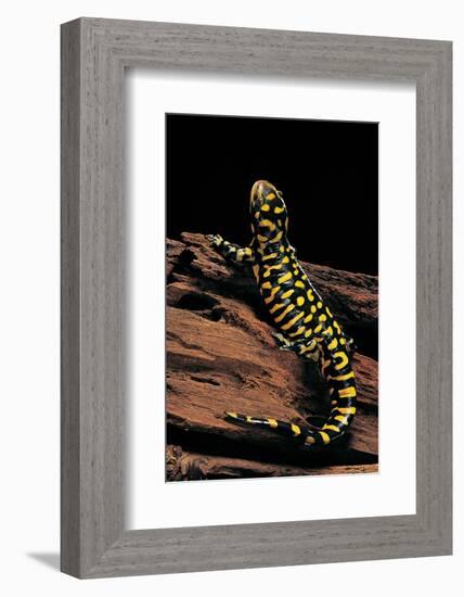 Ambystoma Tigrinum Tigrinum (Tiger Salamander)-Paul Starosta-Framed Photographic Print