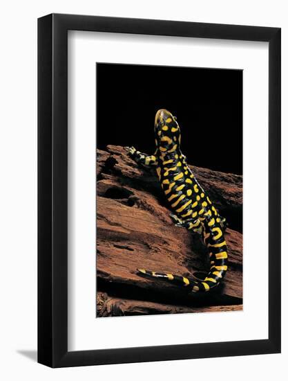 Ambystoma Tigrinum Tigrinum (Tiger Salamander)-Paul Starosta-Framed Photographic Print