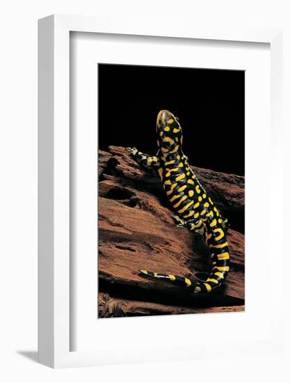 Ambystoma Tigrinum Tigrinum (Tiger Salamander)-Paul Starosta-Framed Photographic Print