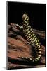 Ambystoma Tigrinum Tigrinum (Tiger Salamander)-Paul Starosta-Mounted Photographic Print
