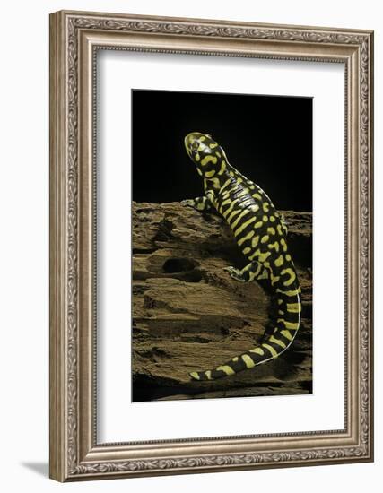 Ambystoma Tigrinum Tigrinum (Tiger Salamander)-Paul Starosta-Framed Photographic Print