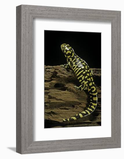 Ambystoma Tigrinum Tigrinum (Tiger Salamander)-Paul Starosta-Framed Photographic Print