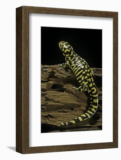 Ambystoma Tigrinum Tigrinum (Tiger Salamander)-Paul Starosta-Framed Photographic Print