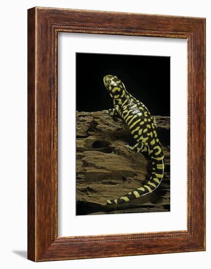 Ambystoma Tigrinum Tigrinum (Tiger Salamander)-Paul Starosta-Framed Photographic Print