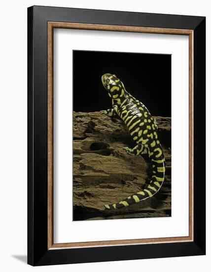 Ambystoma Tigrinum Tigrinum (Tiger Salamander)-Paul Starosta-Framed Photographic Print