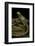 Ambystoma Tigrinum Tigrinum (Tiger Salamander)-Paul Starosta-Framed Photographic Print