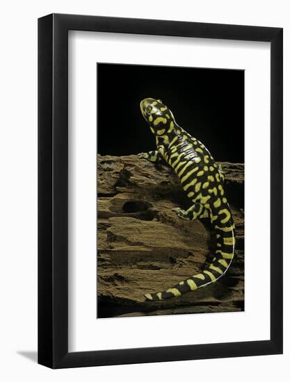 Ambystoma Tigrinum Tigrinum (Tiger Salamander)-Paul Starosta-Framed Photographic Print