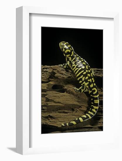 Ambystoma Tigrinum Tigrinum (Tiger Salamander)-Paul Starosta-Framed Photographic Print