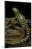 Ambystoma Tigrinum Tigrinum (Tiger Salamander)-Paul Starosta-Mounted Photographic Print