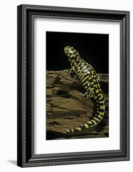 Ambystoma Tigrinum Tigrinum (Tiger Salamander)-Paul Starosta-Framed Photographic Print