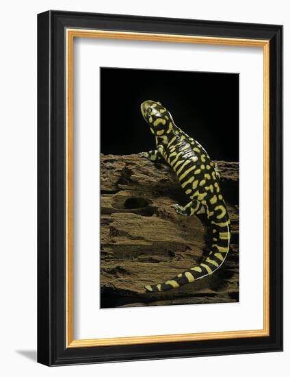 Ambystoma Tigrinum Tigrinum (Tiger Salamander)-Paul Starosta-Framed Photographic Print