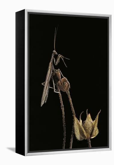 Ameles Decolor (Praying Mantis)-Paul Starosta-Framed Premier Image Canvas