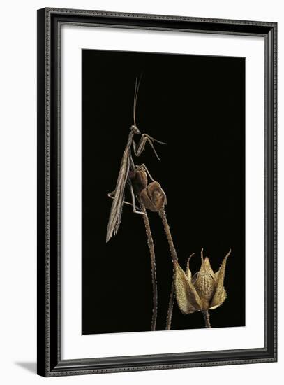 Ameles Decolor (Praying Mantis)-Paul Starosta-Framed Photographic Print