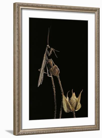 Ameles Decolor (Praying Mantis)-Paul Starosta-Framed Photographic Print