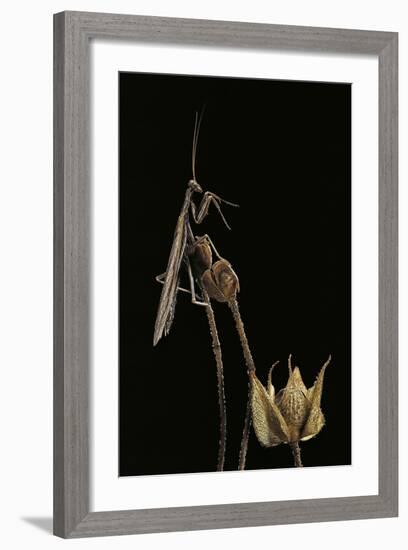 Ameles Decolor (Praying Mantis)-Paul Starosta-Framed Photographic Print