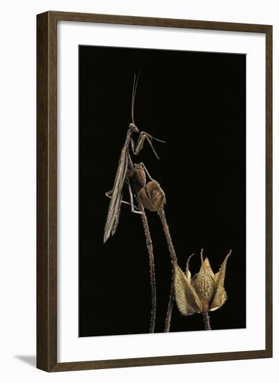 Ameles Decolor (Praying Mantis)-Paul Starosta-Framed Photographic Print