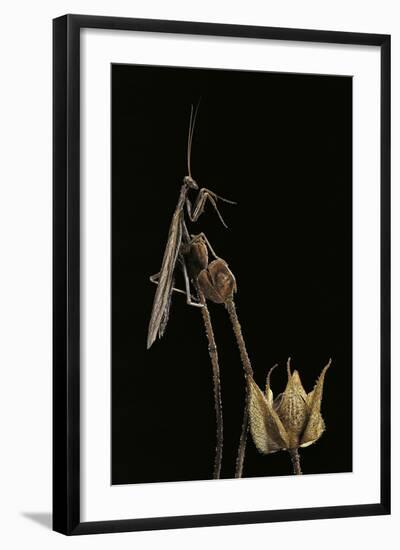 Ameles Decolor (Praying Mantis)-Paul Starosta-Framed Photographic Print