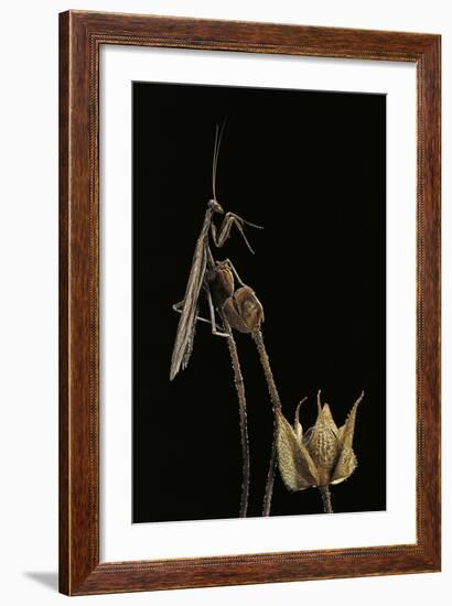 Ameles Decolor (Praying Mantis)-Paul Starosta-Framed Photographic Print