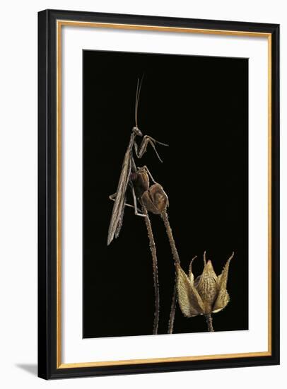 Ameles Decolor (Praying Mantis)-Paul Starosta-Framed Photographic Print